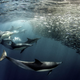 Image for article titled Epic and intimate glimpses of nature from the Sony World Photography Awards